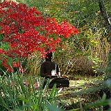 acer-palmatum-avec-buddha.jpg