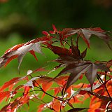 acer-palmatum-avec-graines-en-mai.JPG