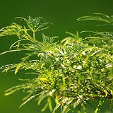 acer-palmatum-dissectum-palmatifidum-en-juin.jpg