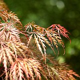 acer-palmatum-dissectum-seiryu-en-mai.jpg