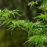 acer-palmatum-dissectum-seiryu-en-mi-mai.JPG