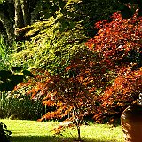 acer-palmatum-en-juin.jpg