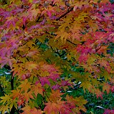 acer-palmatum-en-octobre.jpg