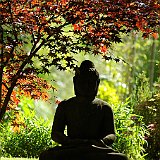 acer-palmatum-et-buddha-en-mai.JPG