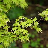 acer-palmatum-orange-dream-en-avril.JPG