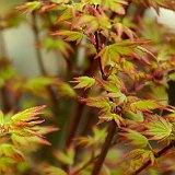 acer-palmatum-orange-dream-en-avril2.jpg