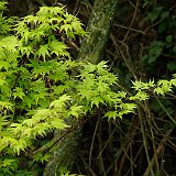 acer-palmatum-orange-dream-en-mai.JPG