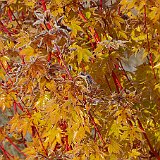 acer-palmatum-senkaki-avec-gifre.jpg