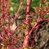 acer-palmatum-senkaki-en-avril.JPG