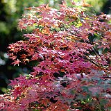 acer-palmatum-shaina.jpg