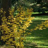 acer-palmatum-ukigumo.jpg