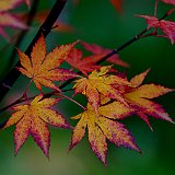 acer-palmatum2-en-octobre.jpg