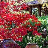 acer-palmatum2.jpg