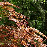 acer-palmatum4-en-mai.JPG