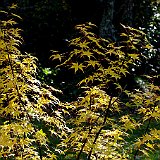 acer-palmatum4-en-octobre.jpg