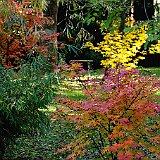 fargesia-acer-palmatum.jpg