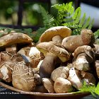 cepes  C&Atilde;&ordf;pes aux jadins de la poterie Hillen au mois d&#39;octobre
