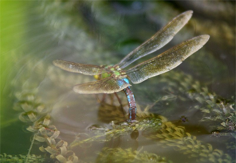 Anax-imperator-anax-impereur-grosse-Koenigslibelle