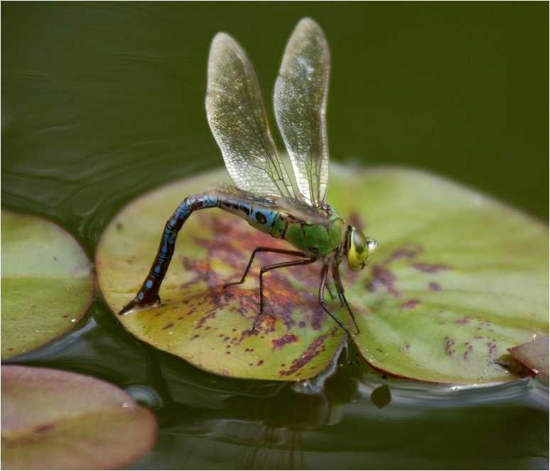 Anax-imperator-anax-impereur-grosse-Koenigslibelle2