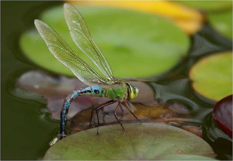 Anax-imperator-anax-impereur-grosse-Koenigslibelle3