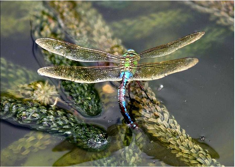 Anax-imperator-anax-impereur-grosse-Koenigslibelle4