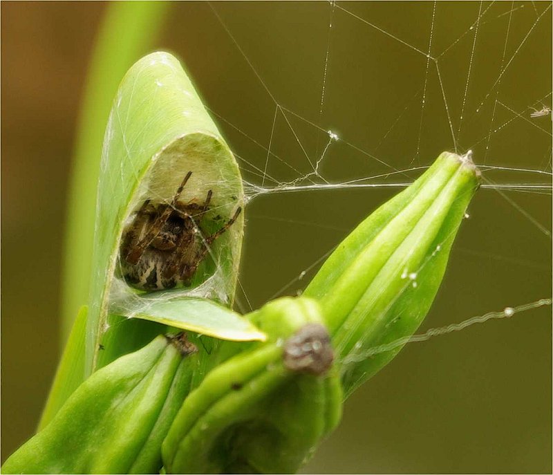 Araneus-epeire-diademe-kreuzspinne