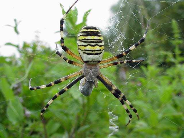 Argiope-bruennichi-argiope-frelon-Wespenspinne