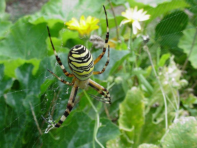 Argiope-bruennichi-argiope-frelon-Wespenspinne3