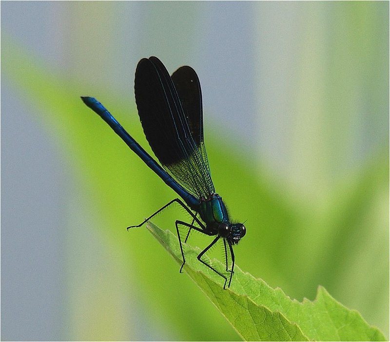 Calopteryx-virgo-Demoiselle-Blaufluegel-Prachtlibelle