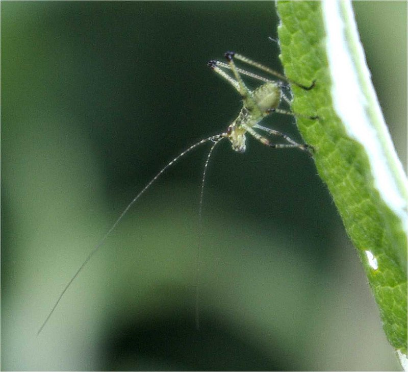 Chorthippus-parallelus-criquet-grasshuepfer-babygrasshuepfer