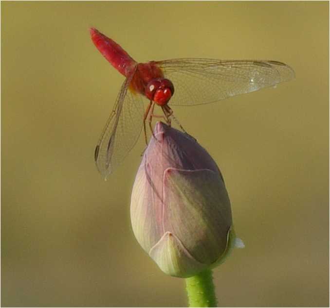 Crocothemis-erythraea-Feuerlibelle-maenchen2