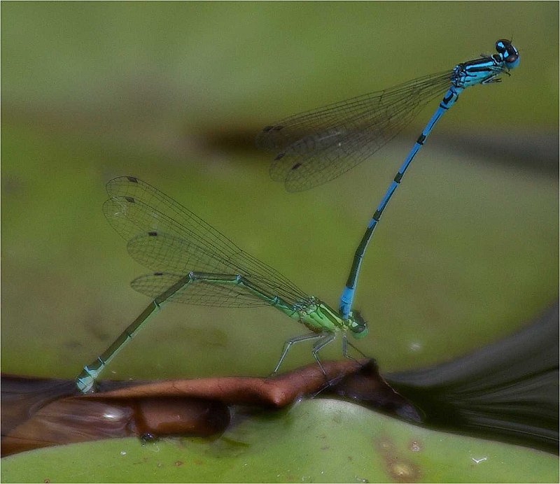 Enallagma-cyathigerum-libellule-jungfernlibellen