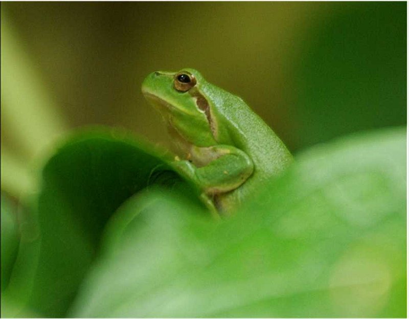 Hyla-meridionalis-rainette-meridionale-Mittelmeer-Laubfrosch