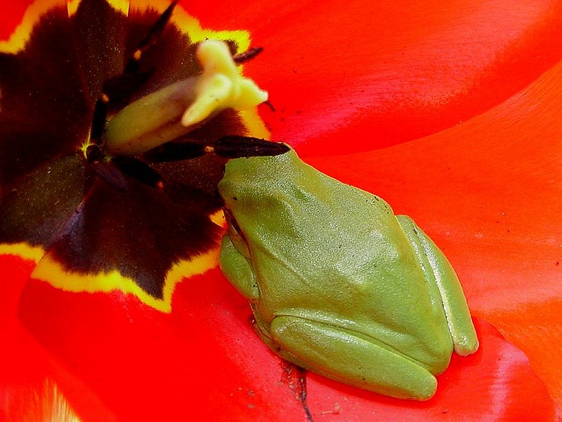 Hyla-meridionalis-rainette-meridionale-Mittelmeer-Laubfrosch2