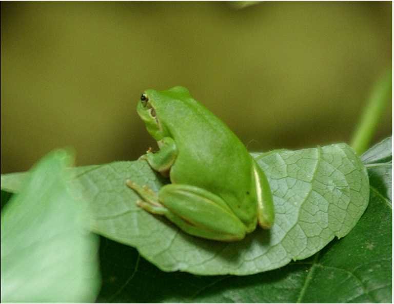 Hyla-meridionalis-rainette-meridionale-Mittelmeer-Laubfrosch3