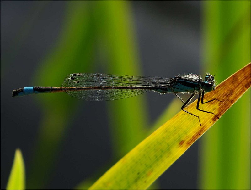 Leucorrhinia