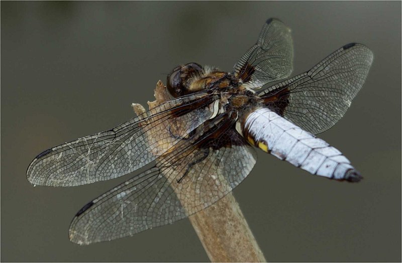 Libellula-depressa-Libellule-deprimee-male--Plattbauchlibelle-maennchen