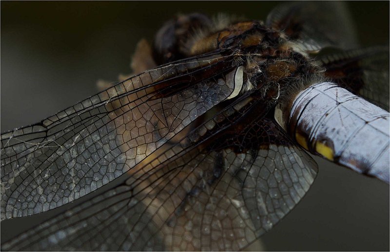 Libellula-depressa-Libellule-deprimee-male--Plattbauchlibelle-maennchen2