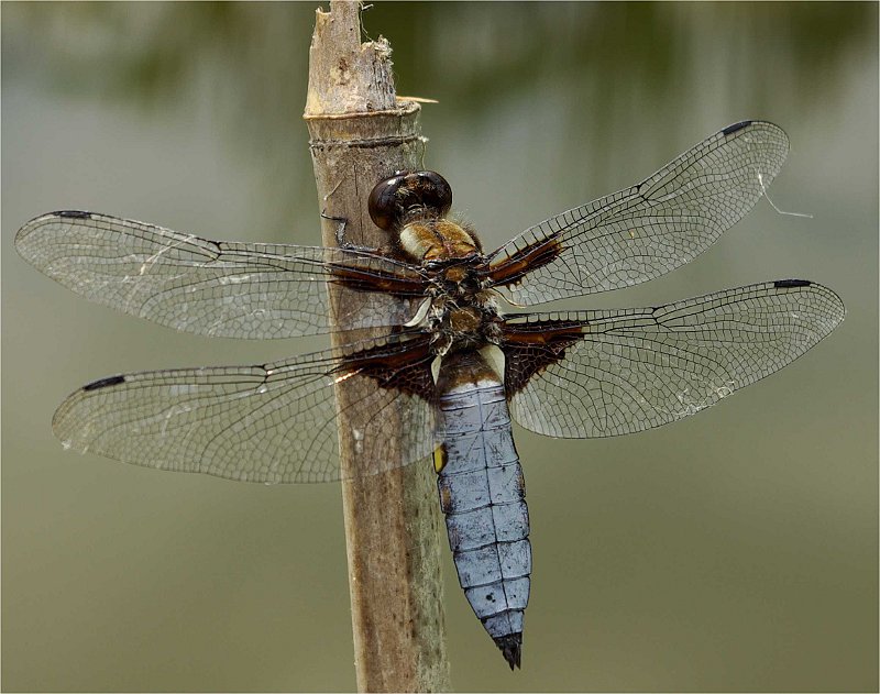 Libellula-depressa-Libellule-deprimee-male--Plattbauchlibelle-maennchen3