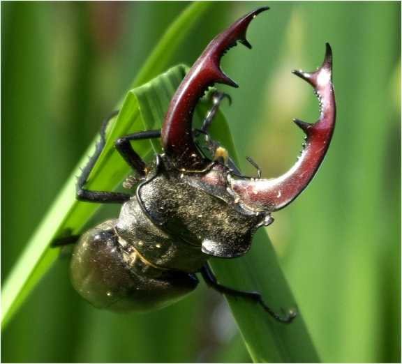 Lucanus-cervus-hirschkaefer-lucane