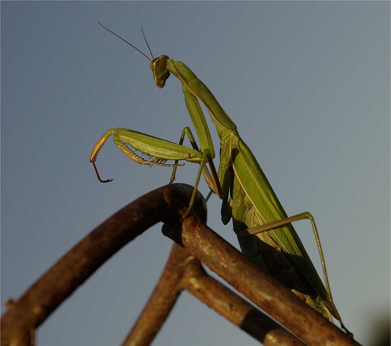 Mantis-religiosa-mante-religieuse-Gottesanbeterin