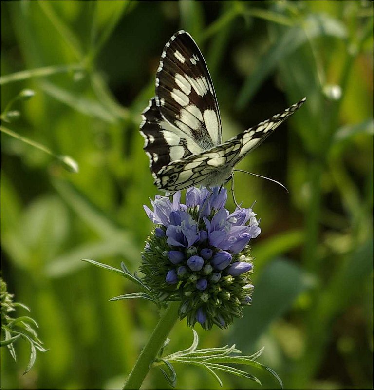 Melanargia-galathea