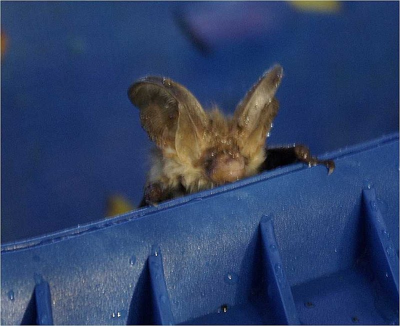 Microchiroptera-chauve-sourie-fledermaus