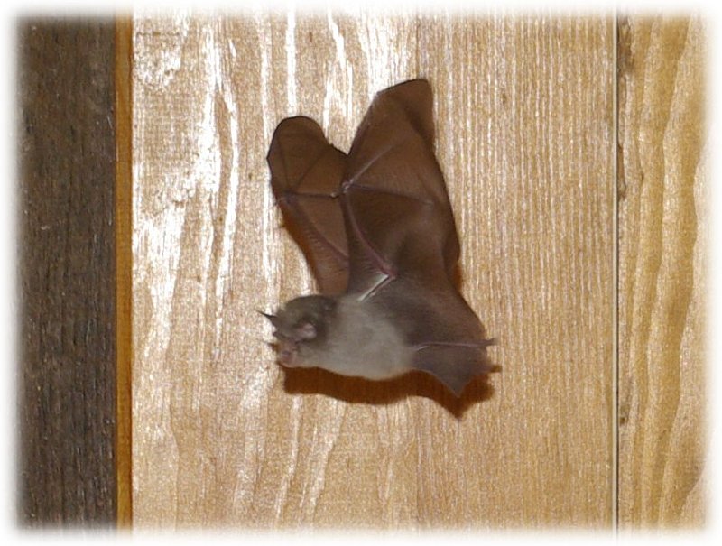 Microchiroptera-chauve-sourie-fledermaus2