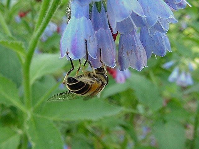 Myathropa florea1