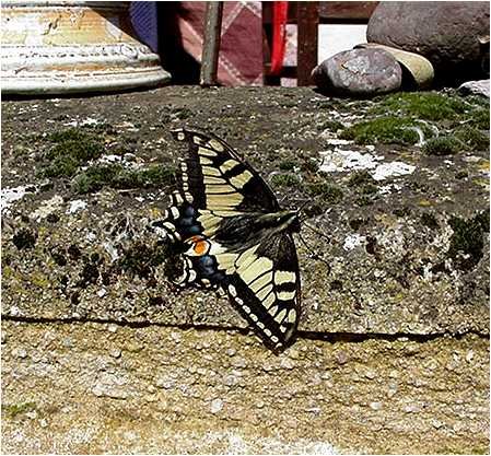 Papilio-machaon-schwalbenschwanz