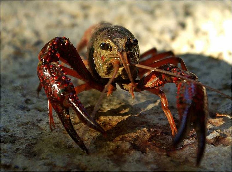 Procambarus-clarkii-ecrevice