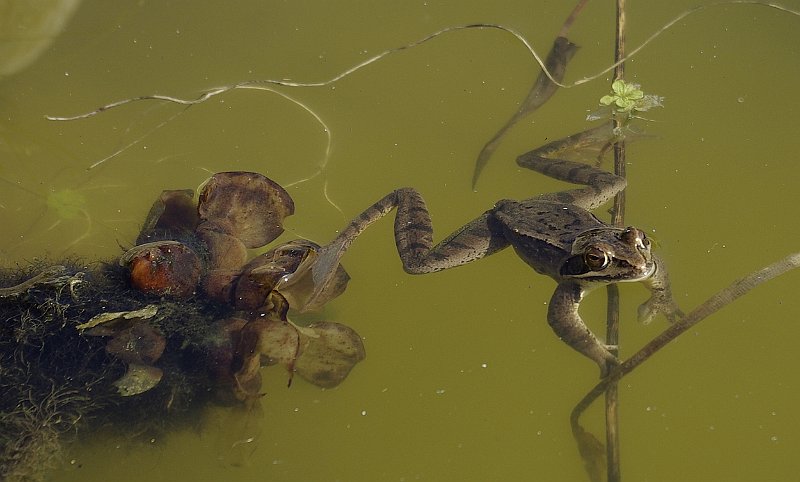 Rana-temporaria-grenouille-rousse-Grasfrosch