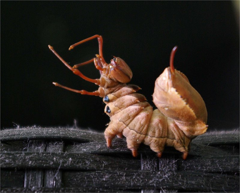 Stauropus-fagi-bombyx-du-hetre-buchen-zahnspinner