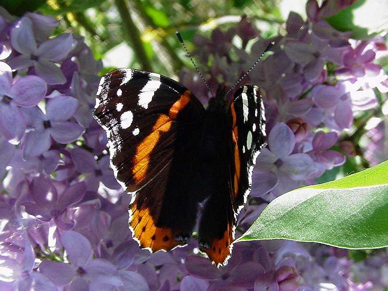 Vanessa-atalanta-linaeus-vulcain-Admiral